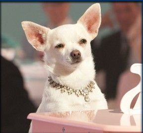 a small white dog sitting on top of a table