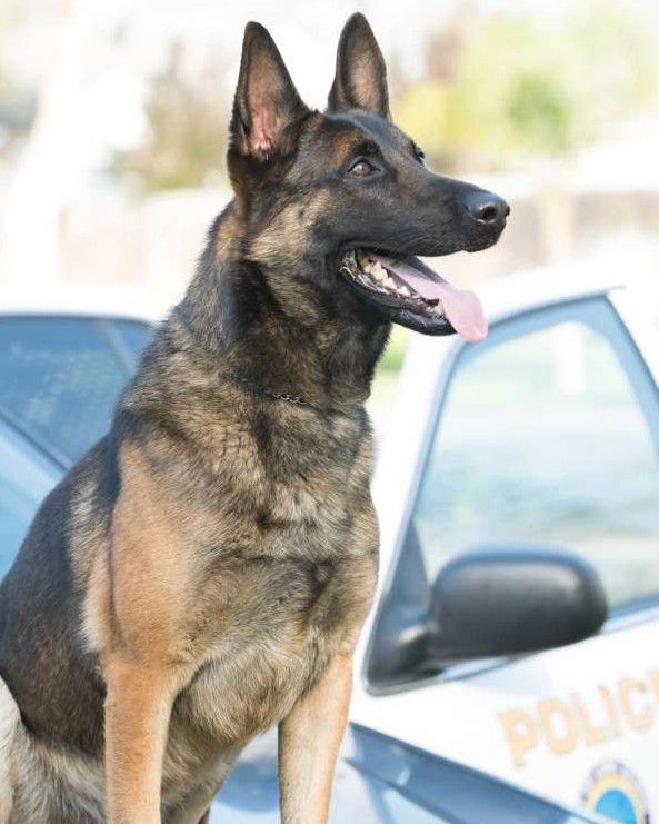 a police dog sitting in front of a police car