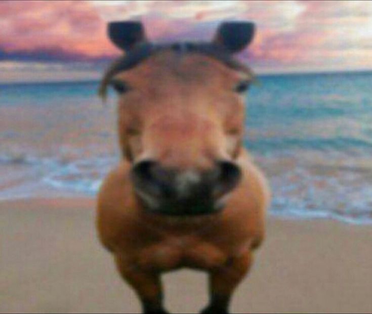 a brown horse standing on top of a sandy beach next to the ocean at sunset