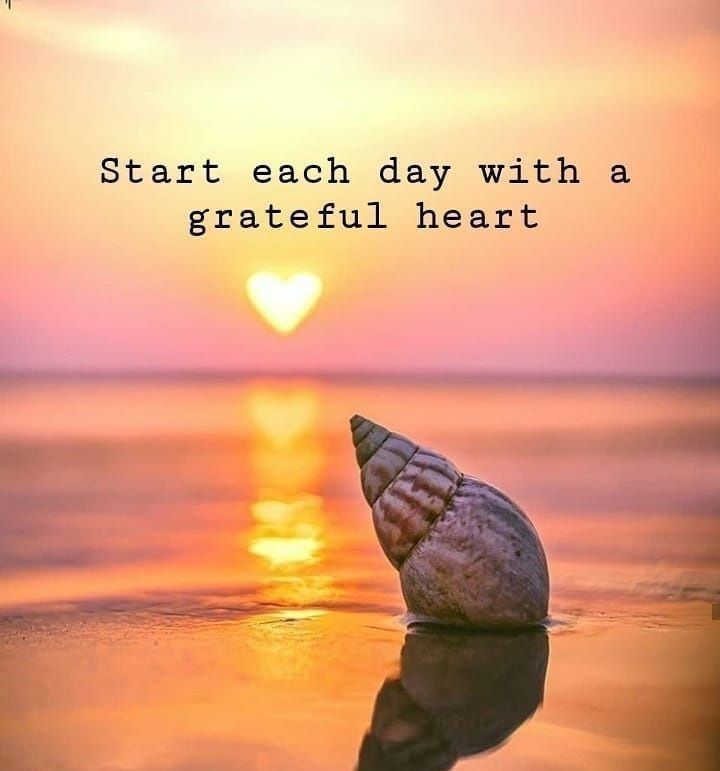 a seashell sitting on top of a sandy beach next to the ocean at sunset