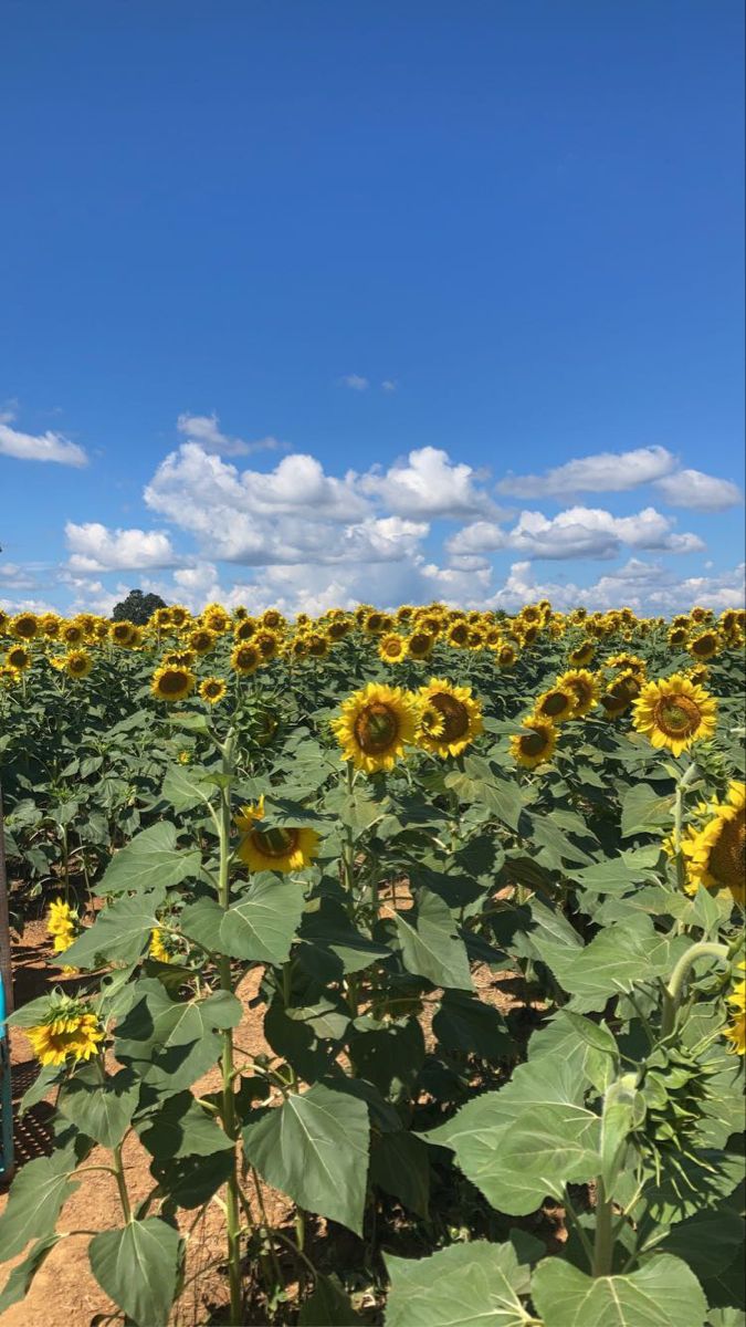 a field full of sunflowers under a blue sky