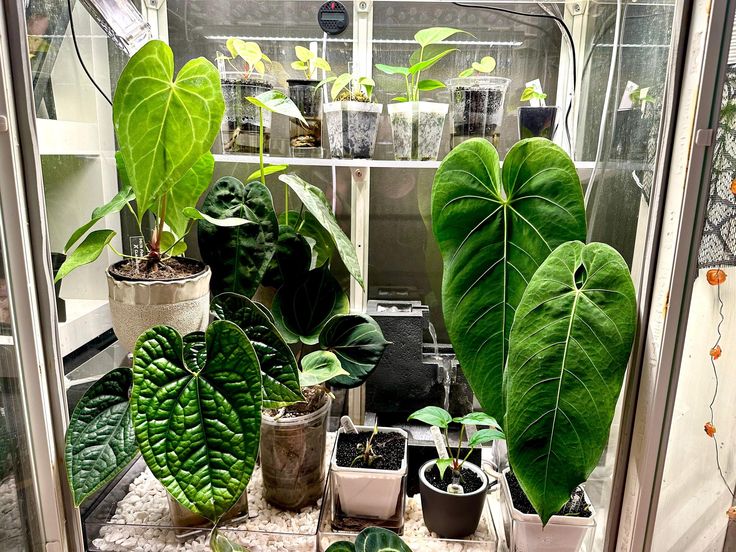 many plants are growing in the greenhouse