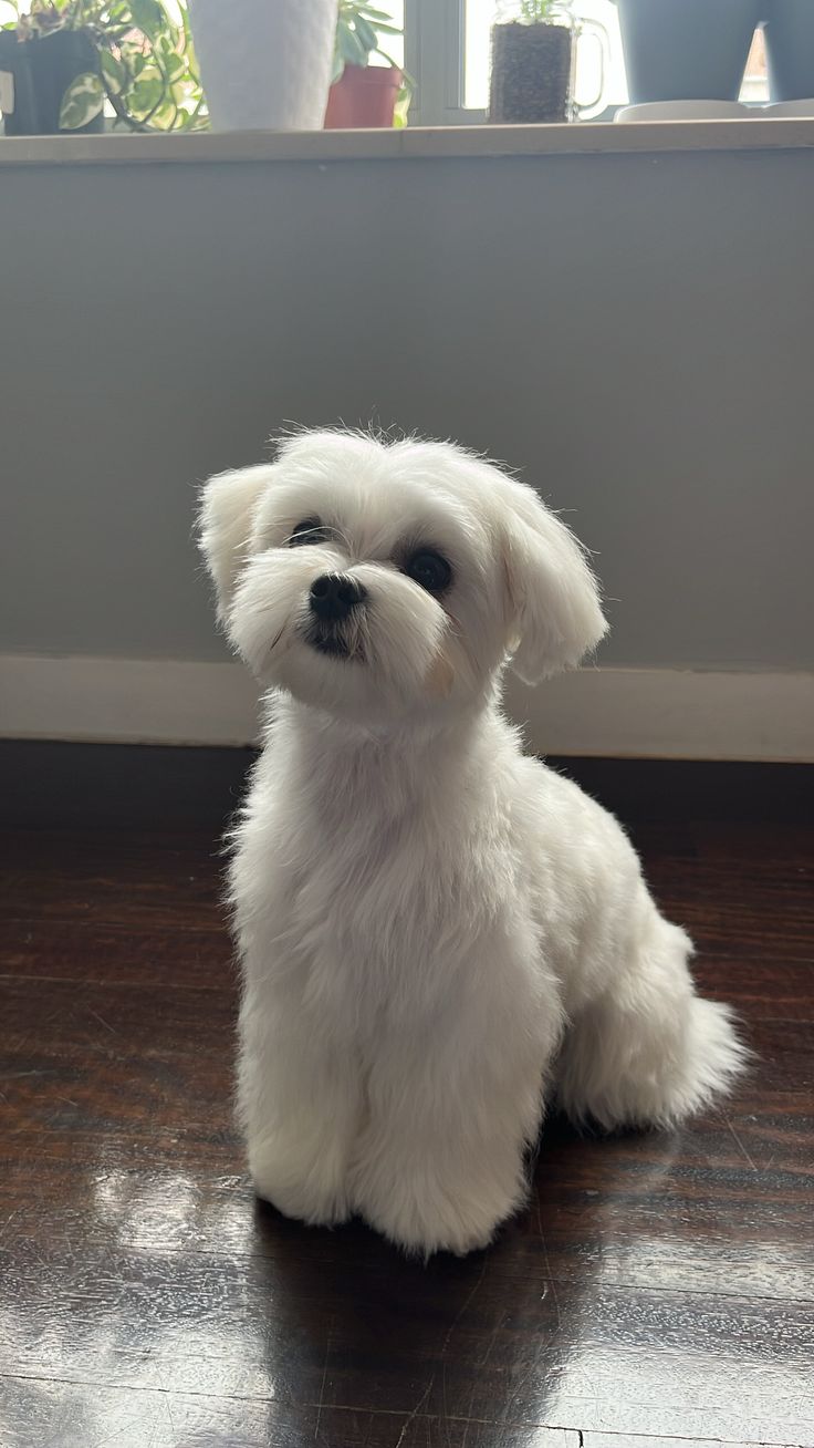 a small white dog sitting on top of a hard wood floor next to a window