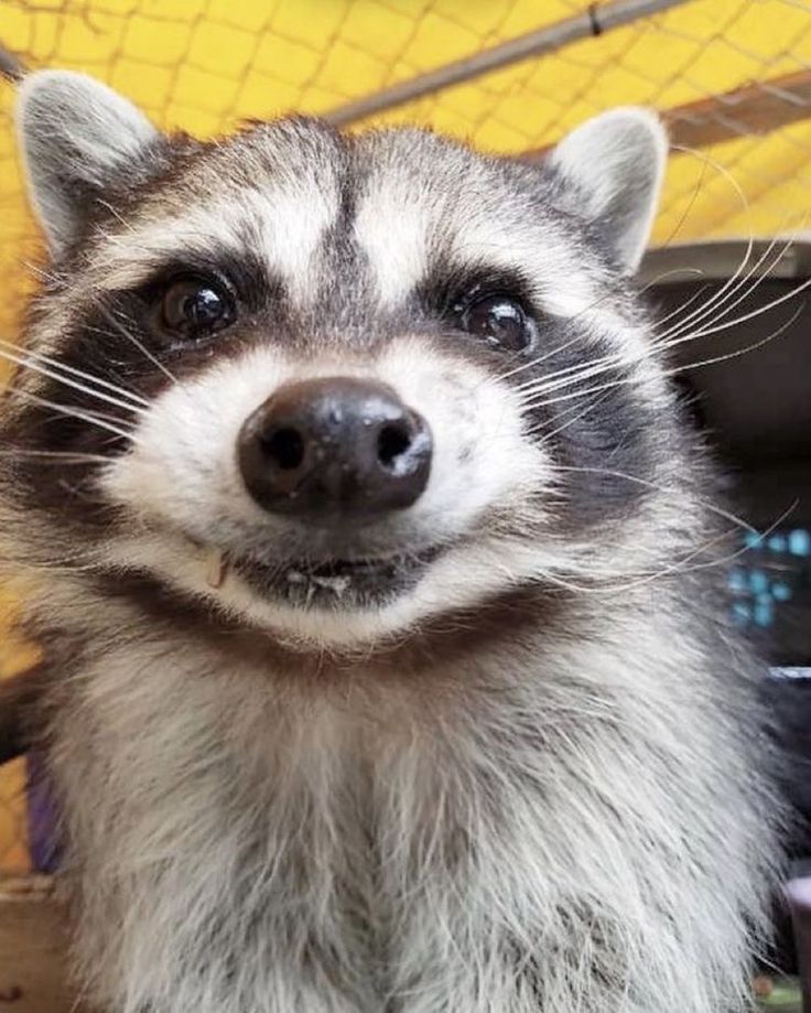 a raccoon looking up at the camera