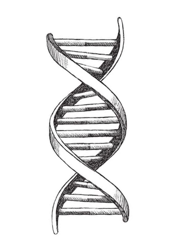 a drawing of a double - stranded, spiral shaped structure with the end section in black and white