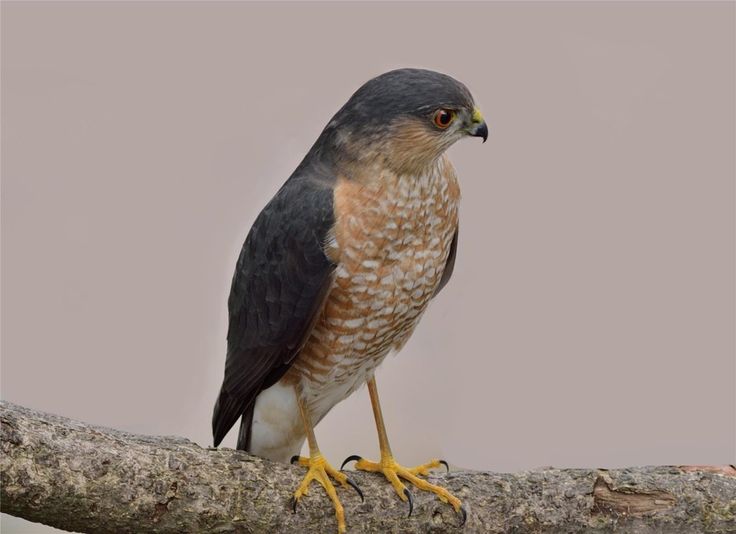 a bird sitting on top of a tree branch next to a gray sky behind it