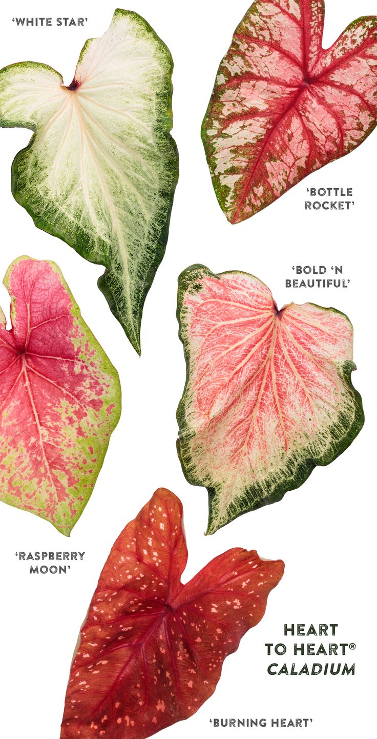 four different types of leaf shapes and their names are shown in this image, including the heart - to - heart caladium