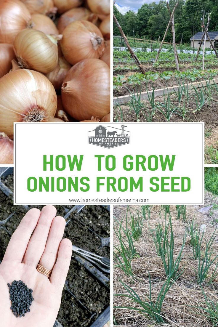 onions growing in the garden with text overlay reading how to grow onions from seed