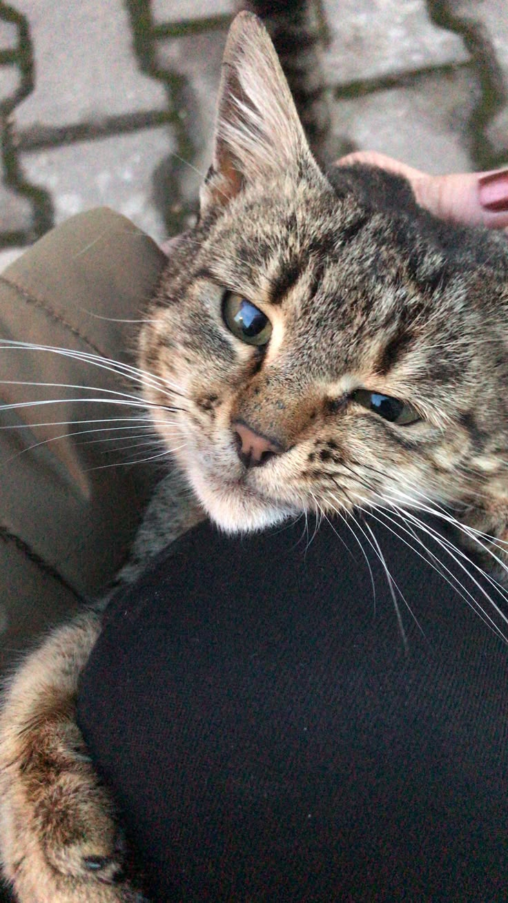 a close up of a person holding a cat in their lap and looking at the camera