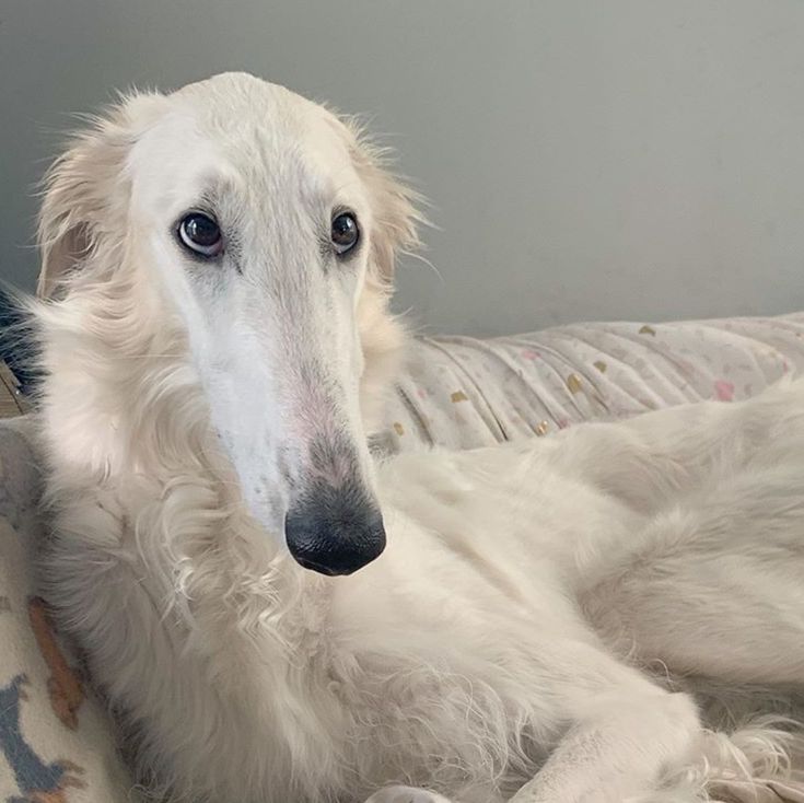 a large white dog laying on top of a couch