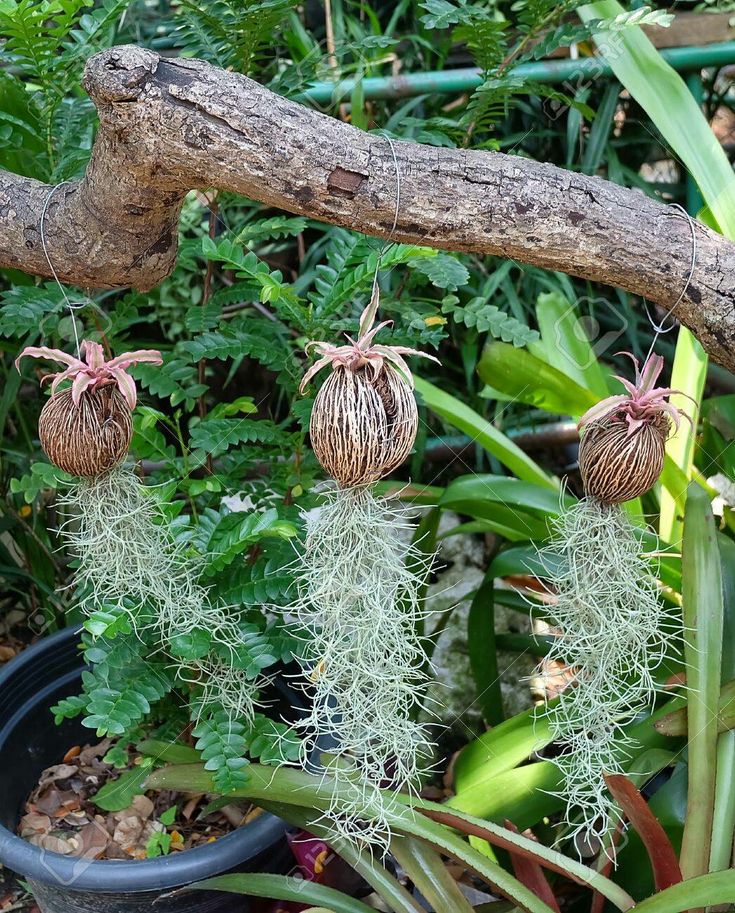 three spider webs hanging from a tree branch in a potted planter filled with green plants