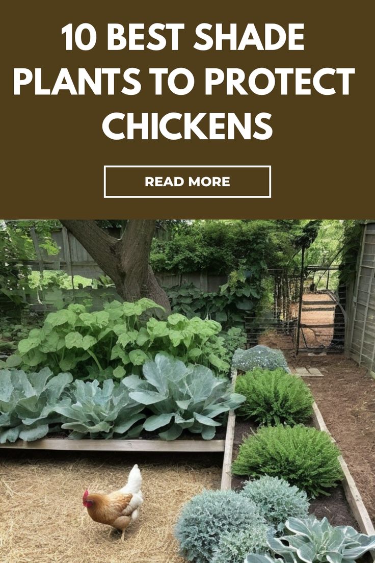 an outdoor garden with chickens and plants in the background, text reads 10 best shade plants to protect chickens read more