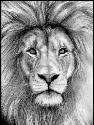 a black and white photo of a lion