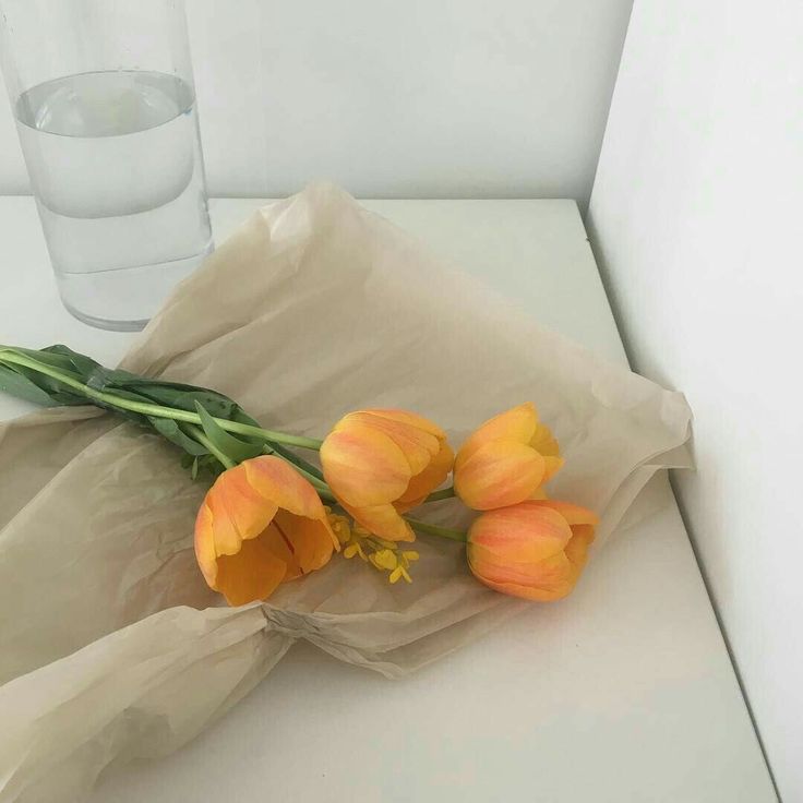 Orange Tulips, Orange Aesthetic, No Rain, Soft Aesthetic, Korean Aesthetic, Yellow Aesthetic, Aesthetic Colors, Beige Aesthetic, Light Orange