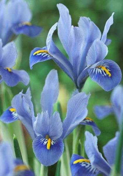 blue flowers with yellow stamens in the middle