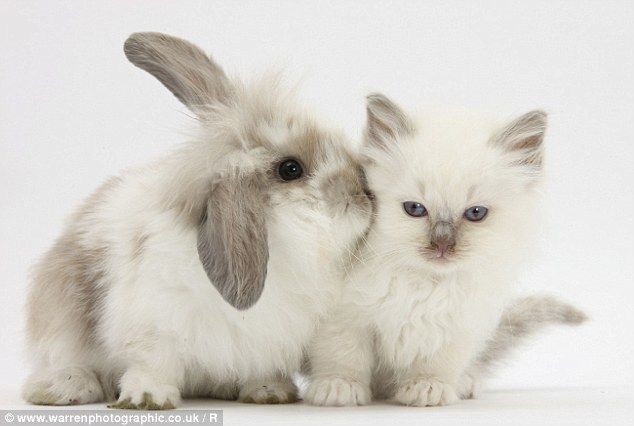 two small white and gray rabbits sitting next to each other on a white surface with one bunny looking at the camera