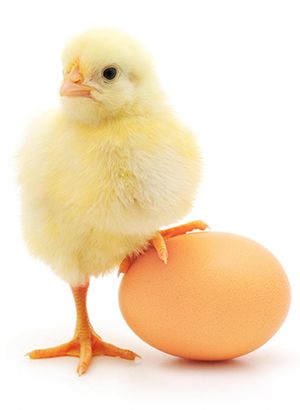 a small chicken standing next to an egg