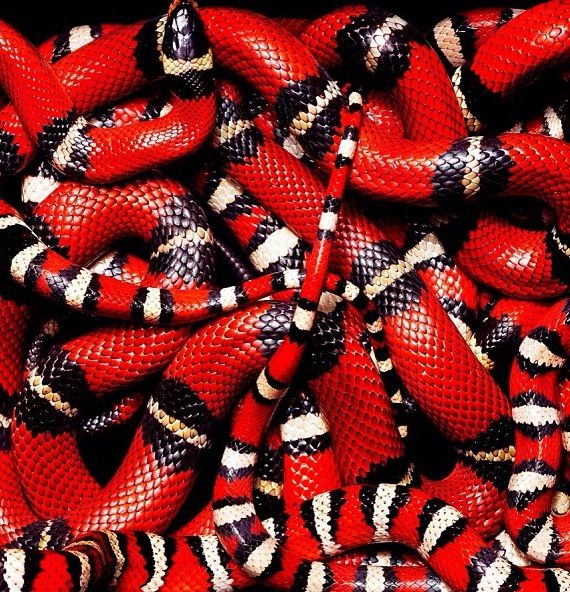 many red and black snakes are stacked together