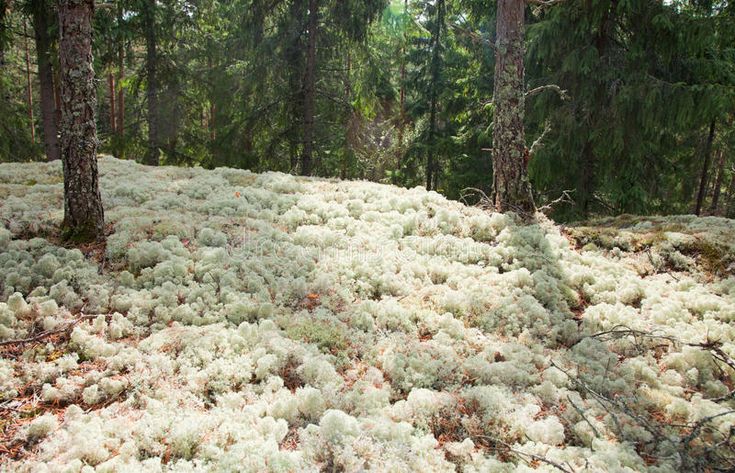 the ground is covered with white flowers and trees