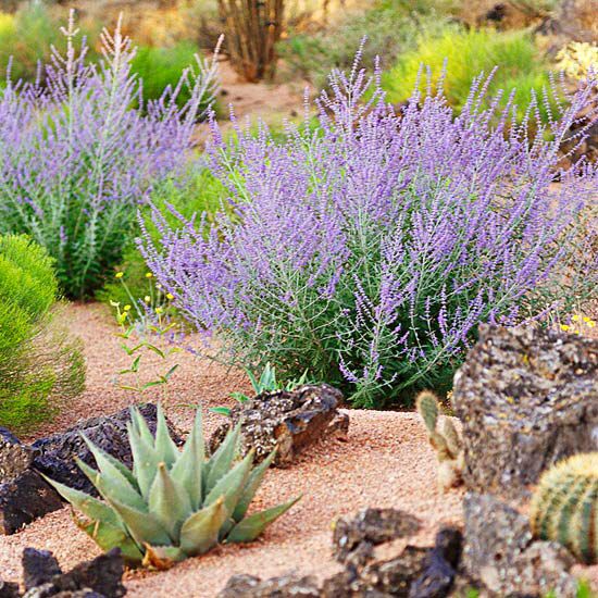 purple flowers and cactus plants in the desert