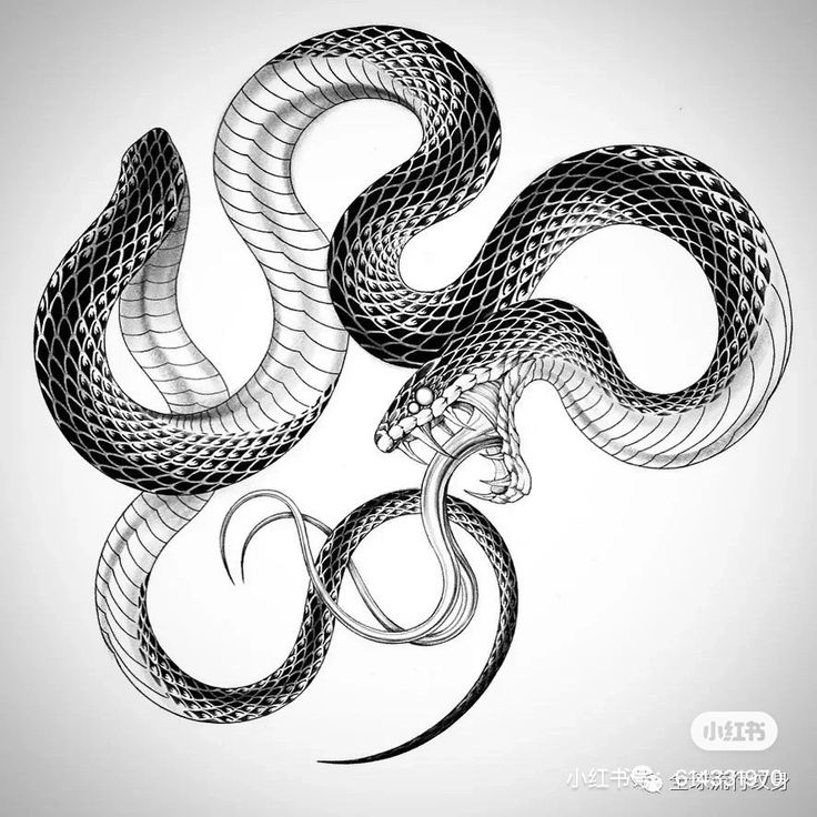 a black and white drawing of a snake