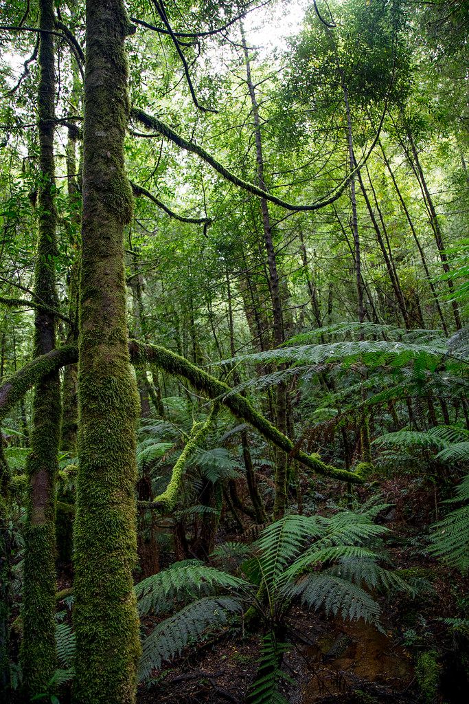 a lush green forest filled with lots of trees and ferns on the side of a hill