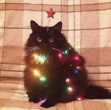 a black cat sitting on top of a couch with christmas lights around it's neck