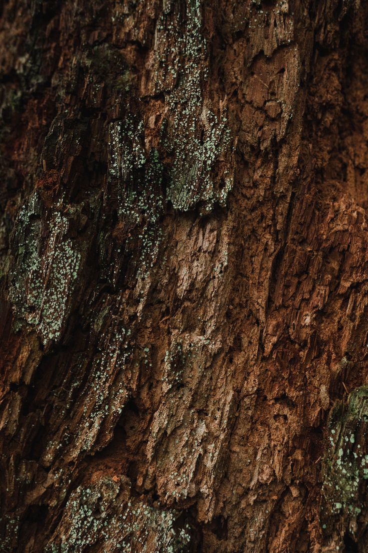 a bird perched on the side of a tree trunk with green moss growing on it's bark