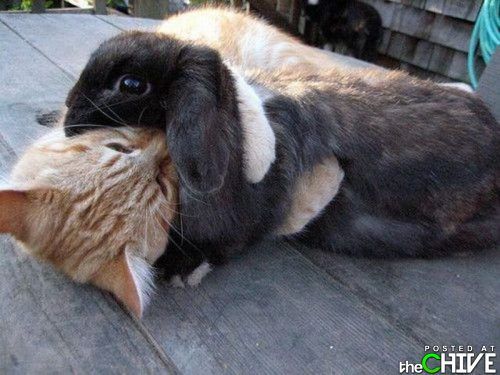 an orange and white rabbit laying on top of a wooden floor next to a cat