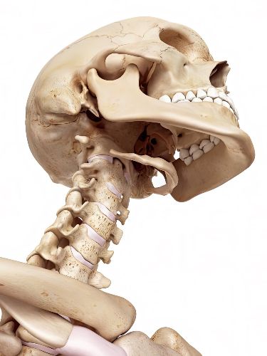 an image of a skeleton that is looking down