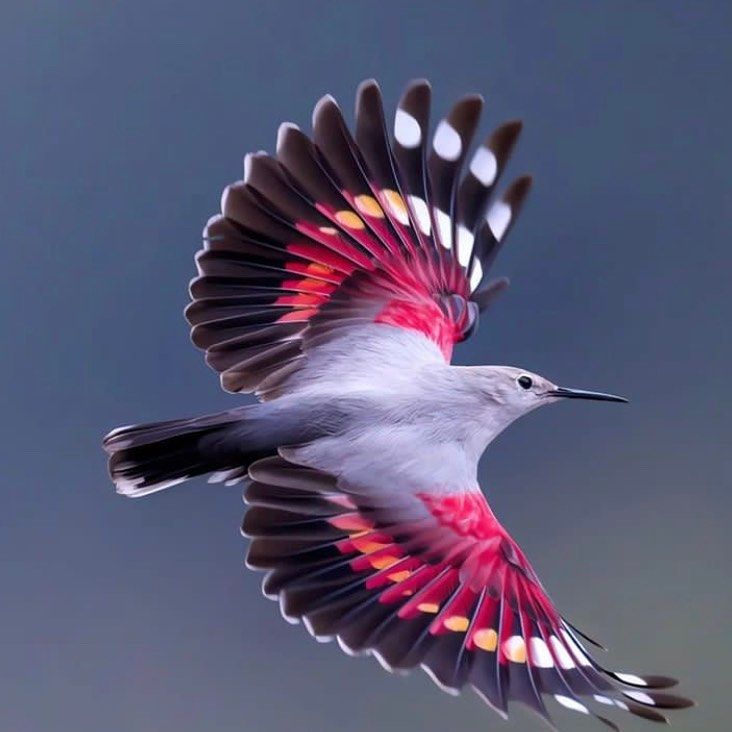 a bird with red and white feathers is flying in the air on a cloudy day