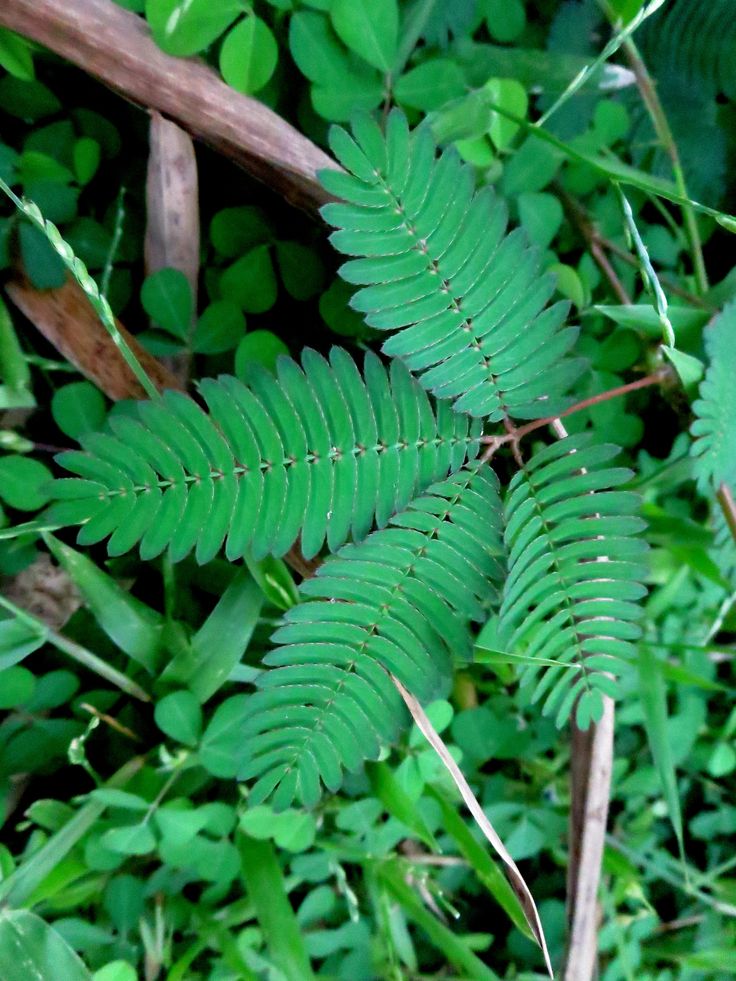 a green plant with lots of leaves in the grass