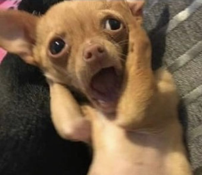 a small brown dog laying on top of a black blanket with its mouth open and tongue out