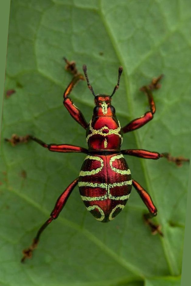 a red and yellow insect sitting on top of a green leaf