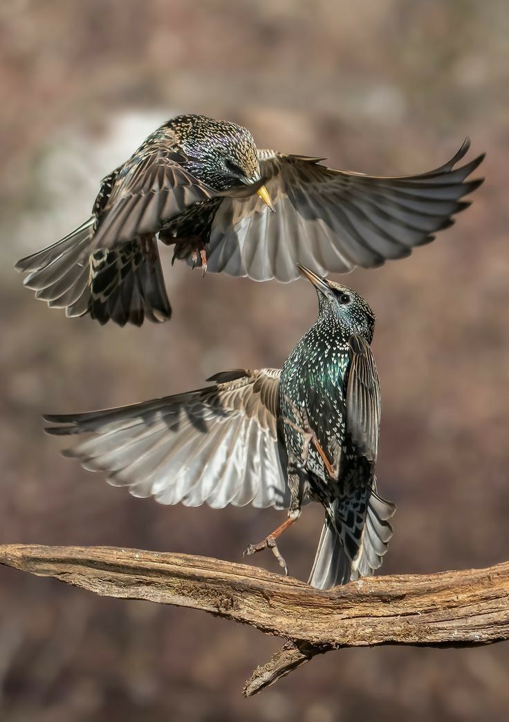 two birds sitting on top of a tree branch next to each other with their wings spread