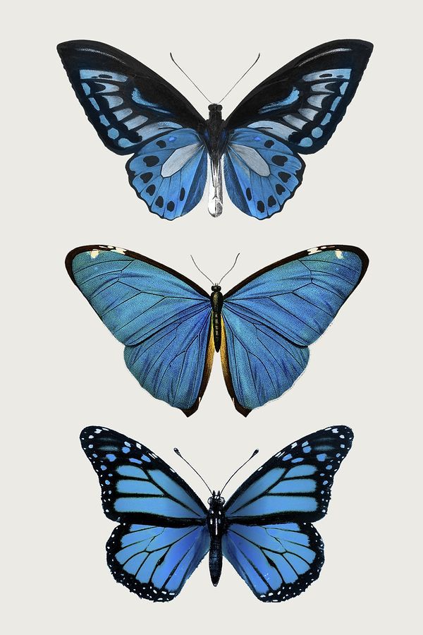 three blue butterflies are shown in different positions