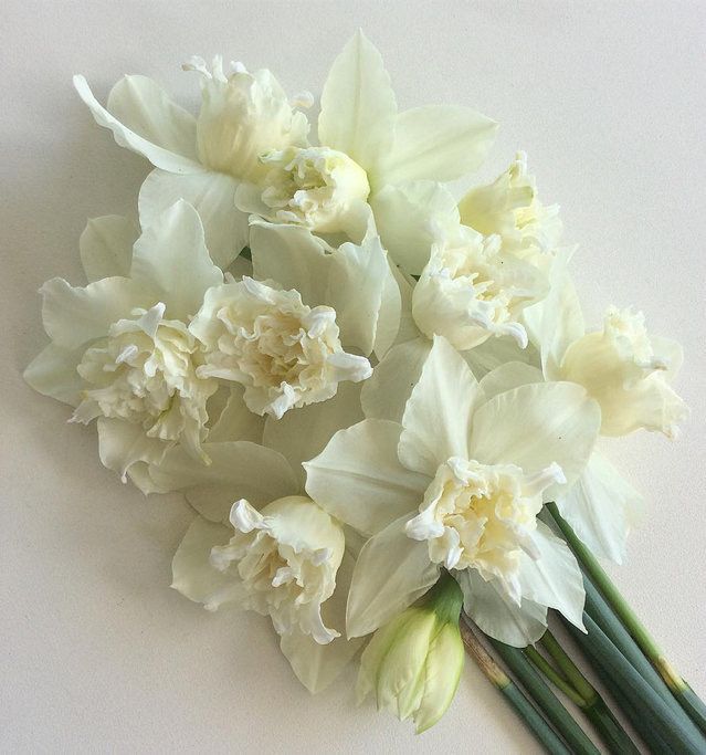 a bunch of white flowers sitting on top of a table next to each other with green stems