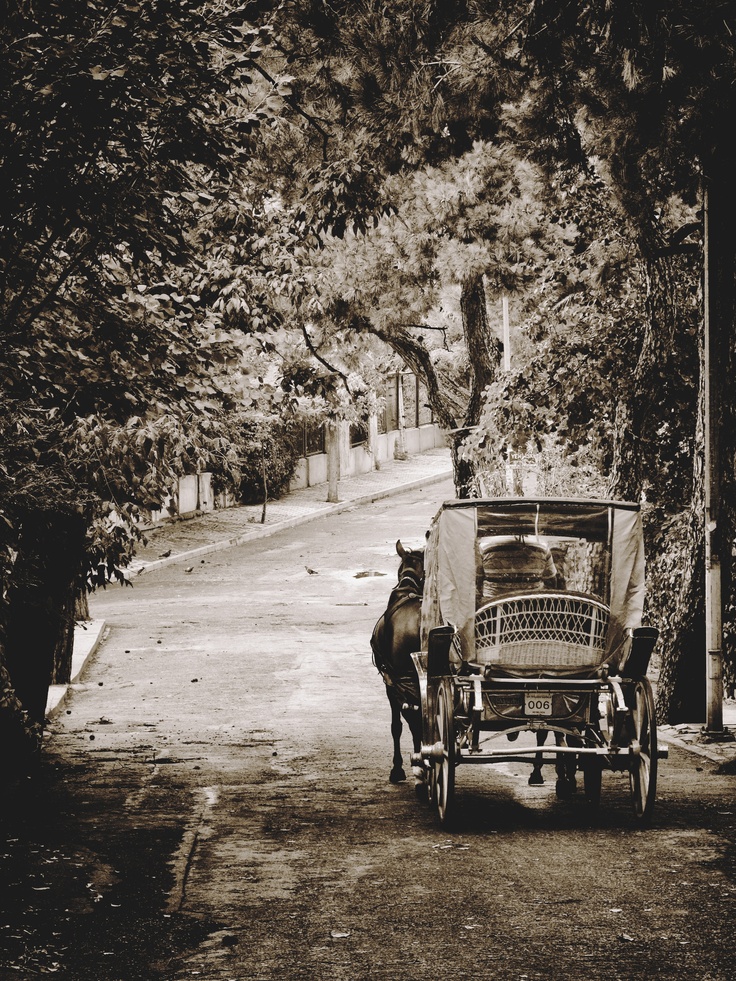 a horse pulling a carriage down a street next to a tree lined road with trees