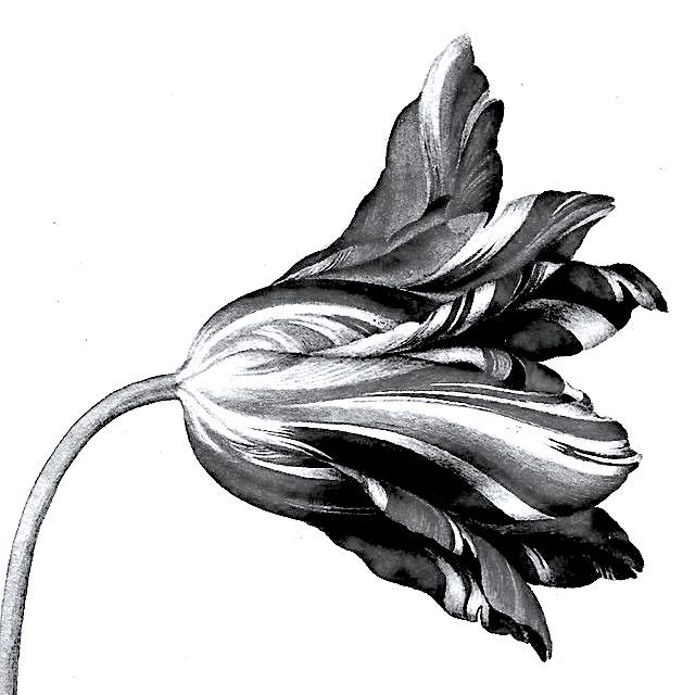 a black and white drawing of a flower on a white background with the petals still attached