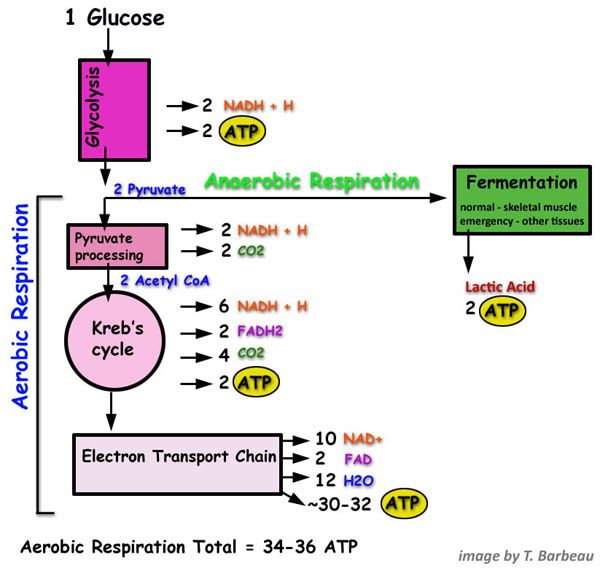 an anaerotic regulation diagram