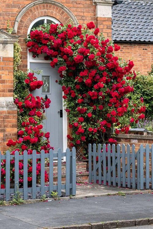 red roses are growing on the side of a brick building with a blue picket fence