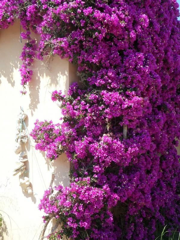 purple flowers growing on the side of a building