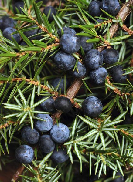 blueberries are growing on the branches of a pine tree