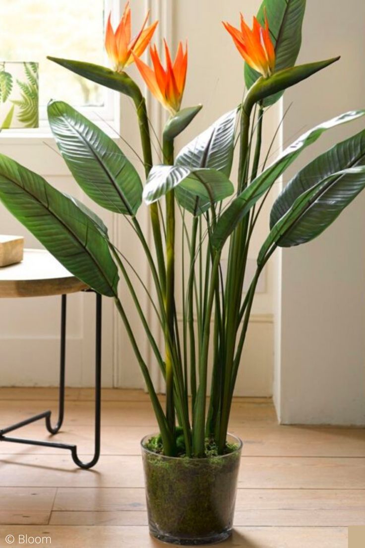 there is a potted plant with orange flowers on the floor next to a table