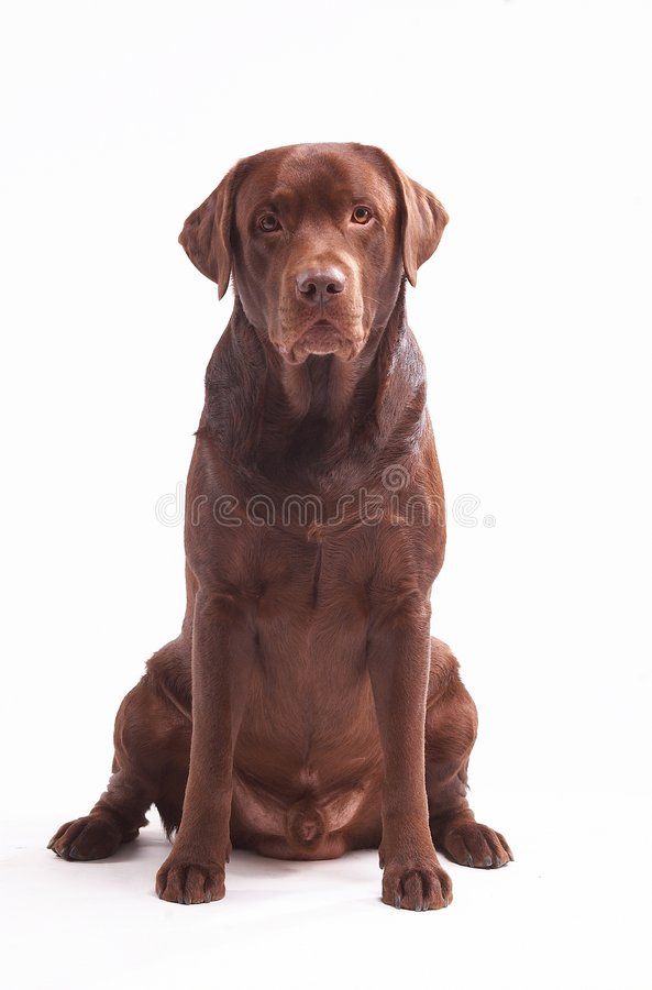 a brown labrador retriever dog sitting down looking at the camera on a white background