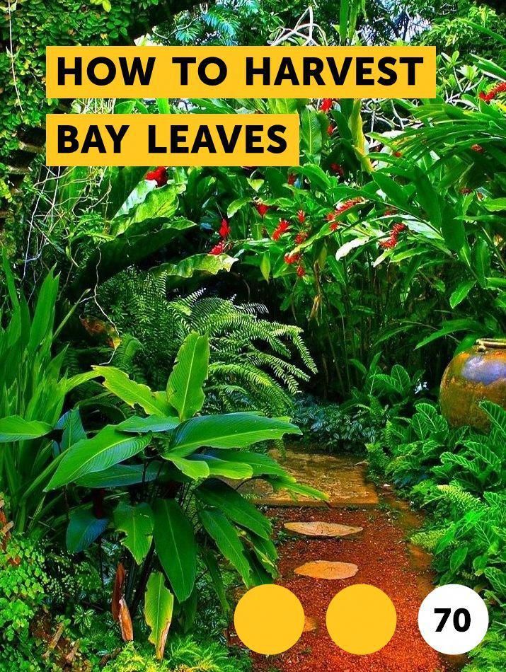 how to harvest bay leaves in the garden with text overlay reading how to harvest bay leaves