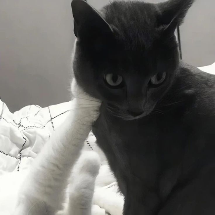 a black and white cat sitting on top of a bed next to a stuffed animal