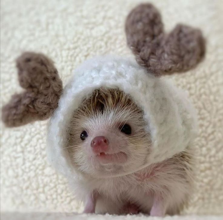 a baby hedgehog wearing a white knitted hat with antlers on it's ears