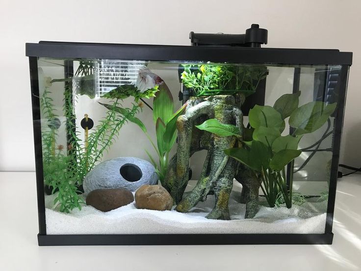 an aquarium with plants and rocks in it