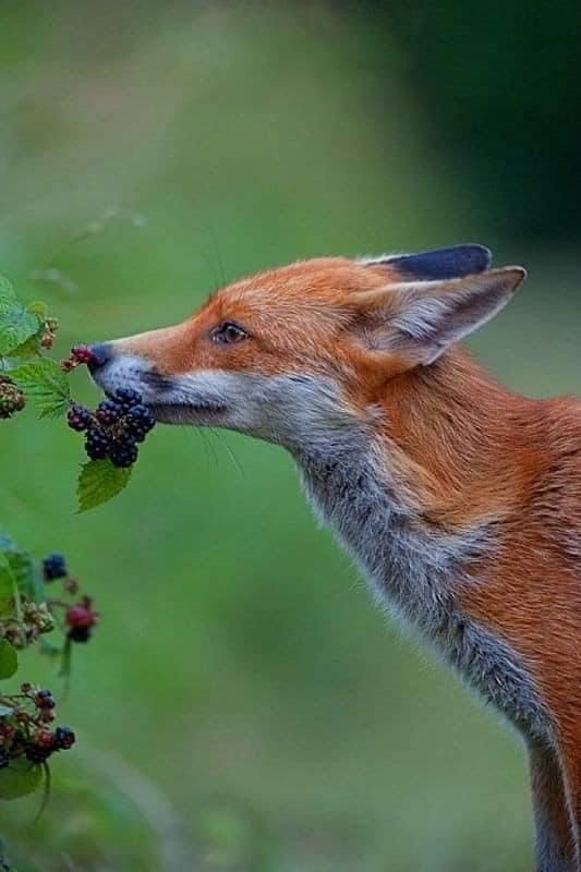 a red fox eating berries from a bush